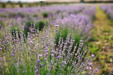 Photo of Beautiful blooming lavender flowers growing in field, closeup