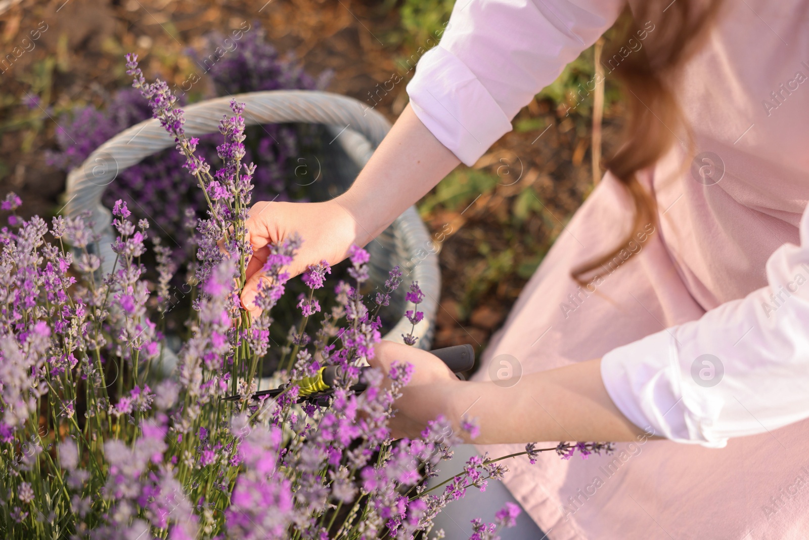 Woman pruning lavender flowers in field, closeup Photo of Woman pruning lavender flowers in field, closeup