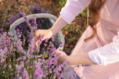Photo of Woman pruning lavender flowers in field, closeup