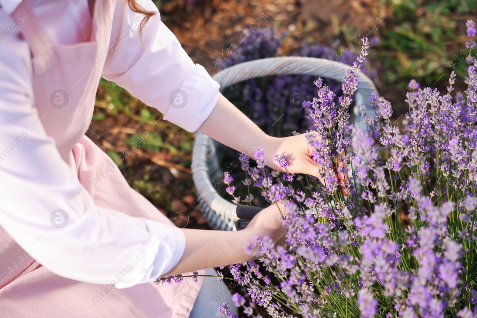 Woman pruning lavender flowers in field, closeup Photo of Woman pruning lavender flowers in field, closeup