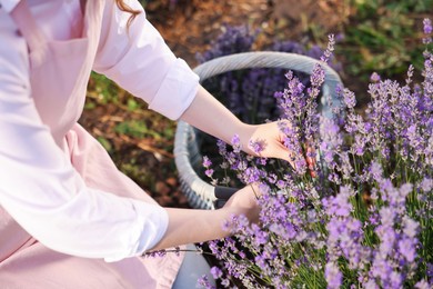 Photo of Woman pruning lavender flowers in field, closeup