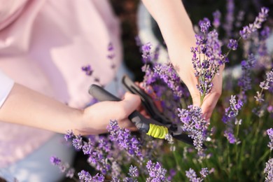 Photo of Woman pruning lavender flowers in field, top view