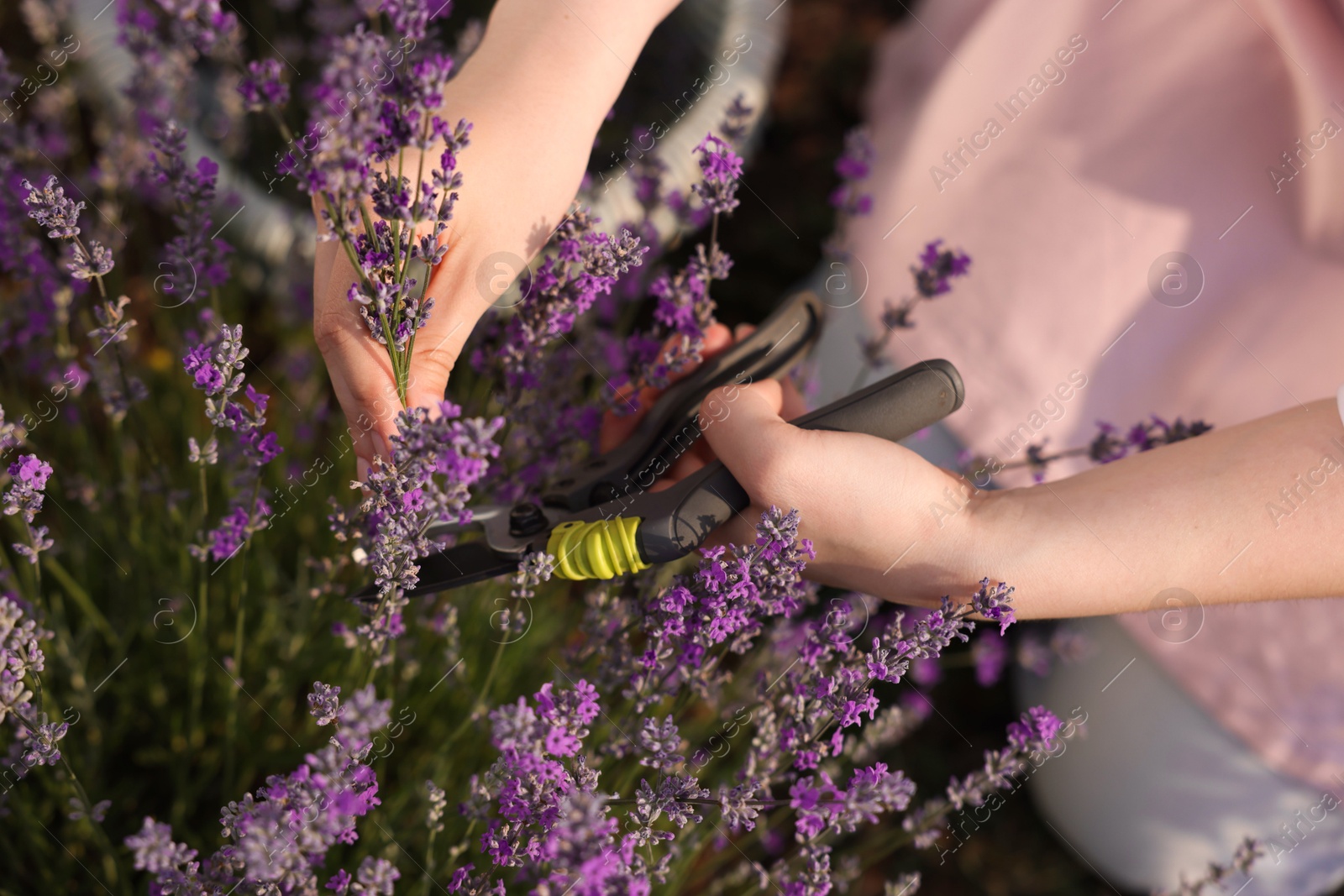 Woman pruning lavender flowers in field, top view Photo of Woman pruning lavender flowers in field, top view