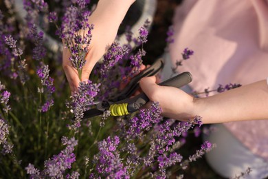 Photo of Woman pruning lavender flowers in field, top view