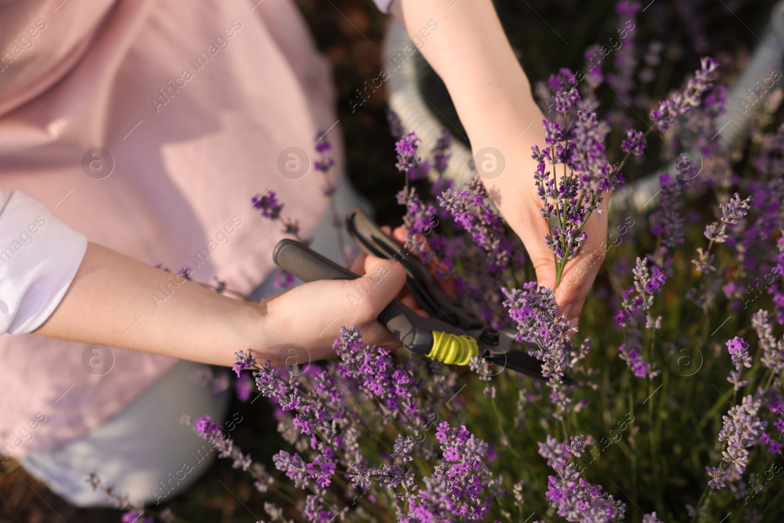 Woman pruning lavender flowers in field, top view Photo of Woman pruning lavender flowers in field, top view