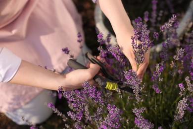 Photo of Woman pruning lavender flowers in field, top view