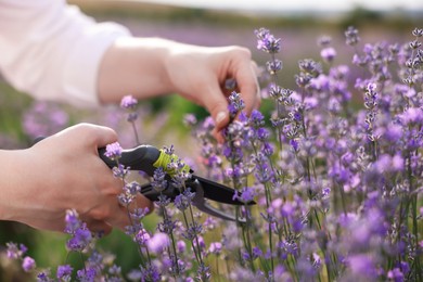 Photo of Woman pruning lavender flowers in field, closeup