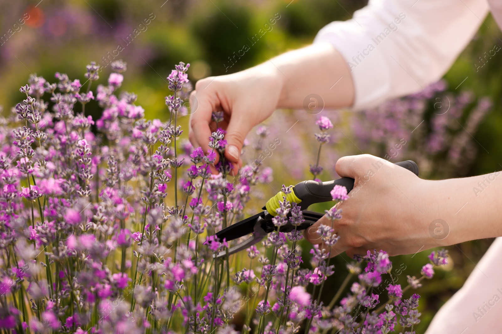 Woman pruning lavender flowers in field, closeup Photo of Woman pruning lavender flowers in field, closeup
