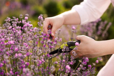 Photo of Woman pruning lavender flowers in field, closeup