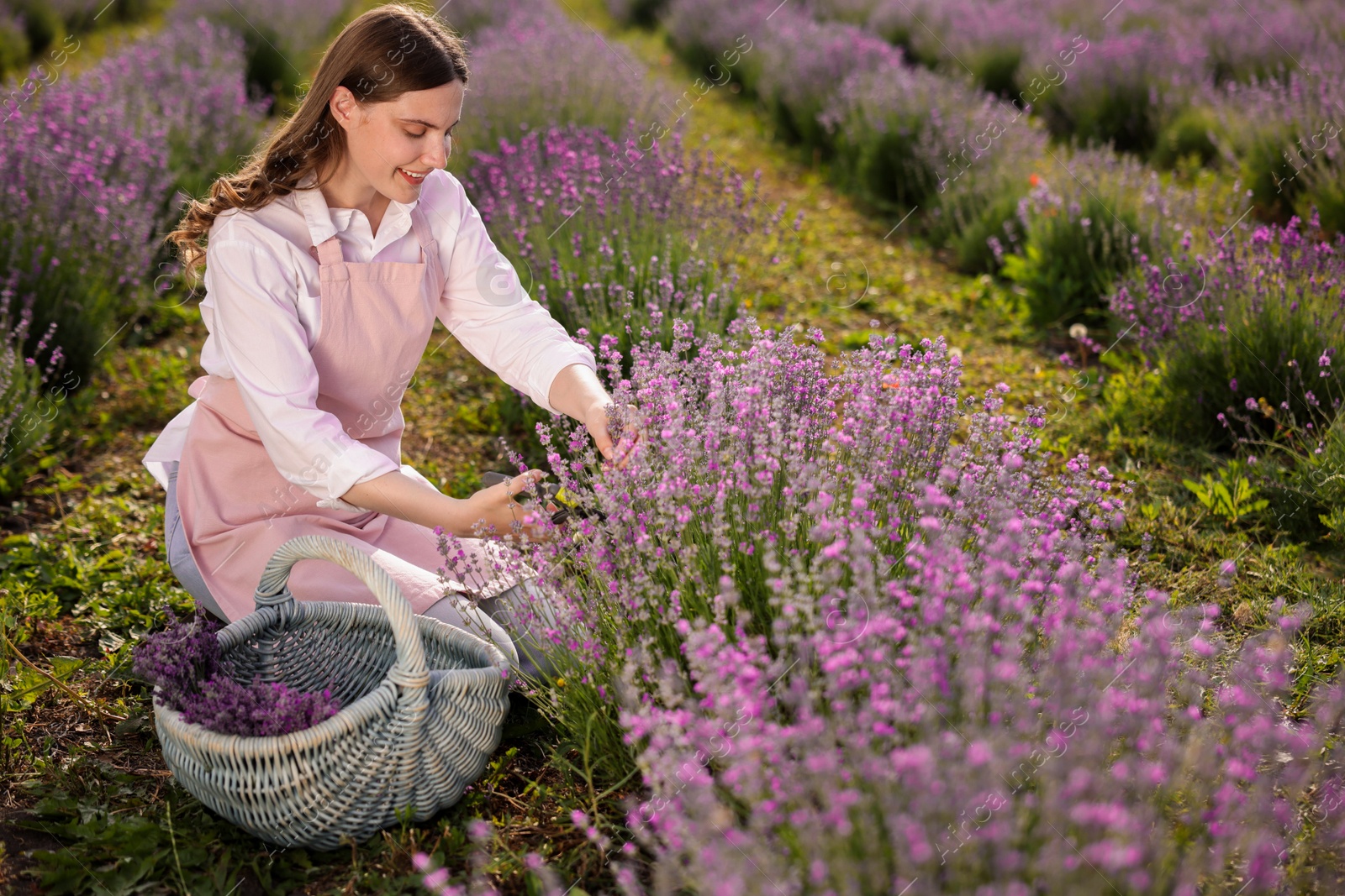 Photo of Beautiful young woman pruning lavender flowers in field