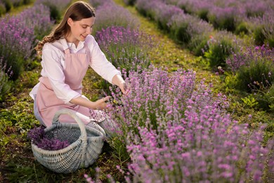 Photo of Beautiful young woman pruning lavender flowers in field