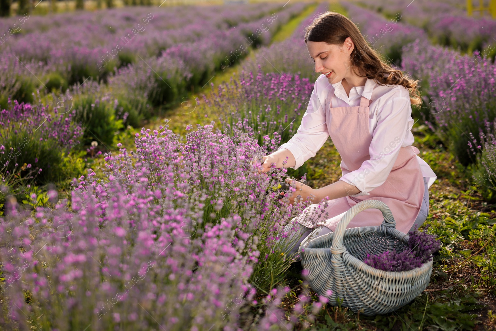 Photo of Beautiful young woman pruning lavender flowers in field