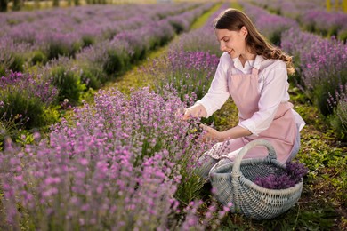 Photo of Beautiful young woman pruning lavender flowers in field