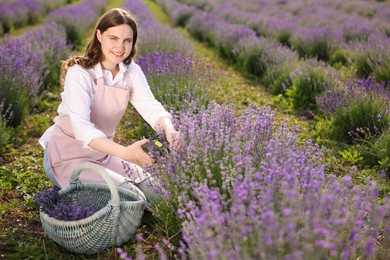 Photo of Beautiful young woman pruning lavender flowers in field