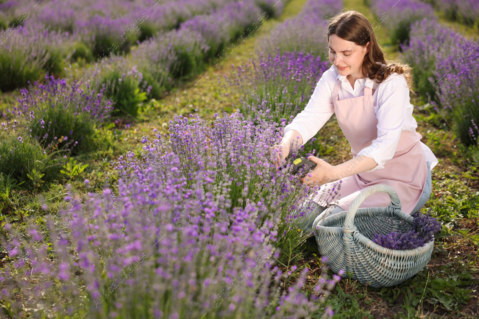 Photo of Beautiful young woman pruning lavender flowers in field