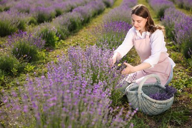 Photo of Beautiful young woman pruning lavender flowers in field
