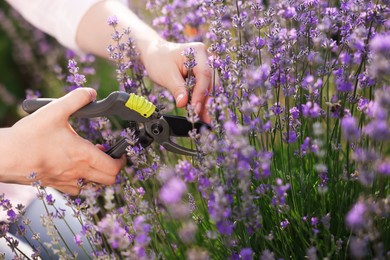 Photo of Woman pruning lavender flowers in field, closeup