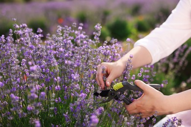 Photo of Woman pruning lavender flowers in field, closeup