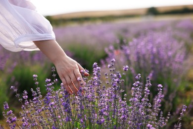Photo of Woman touching beautiful blooming lavender flowers outdoors, closeup