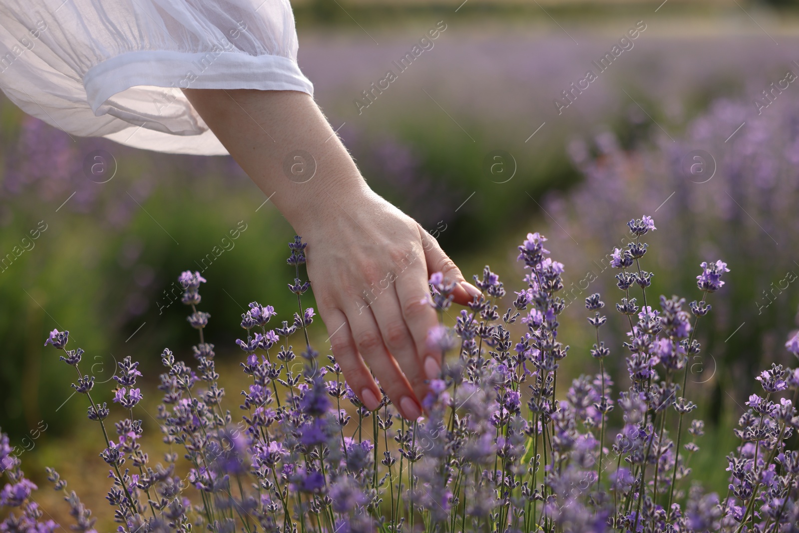 Photo of Woman touching beautiful blooming lavender flowers outdoors, closeup