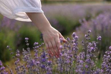 Photo of Woman touching beautiful blooming lavender flowers outdoors, closeup