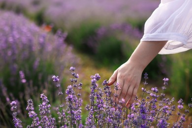 Photo of Woman touching beautiful blooming lavender flowers outdoors, closeup
