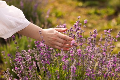 Photo of Woman touching beautiful blooming lavender flowers outdoors, closeup