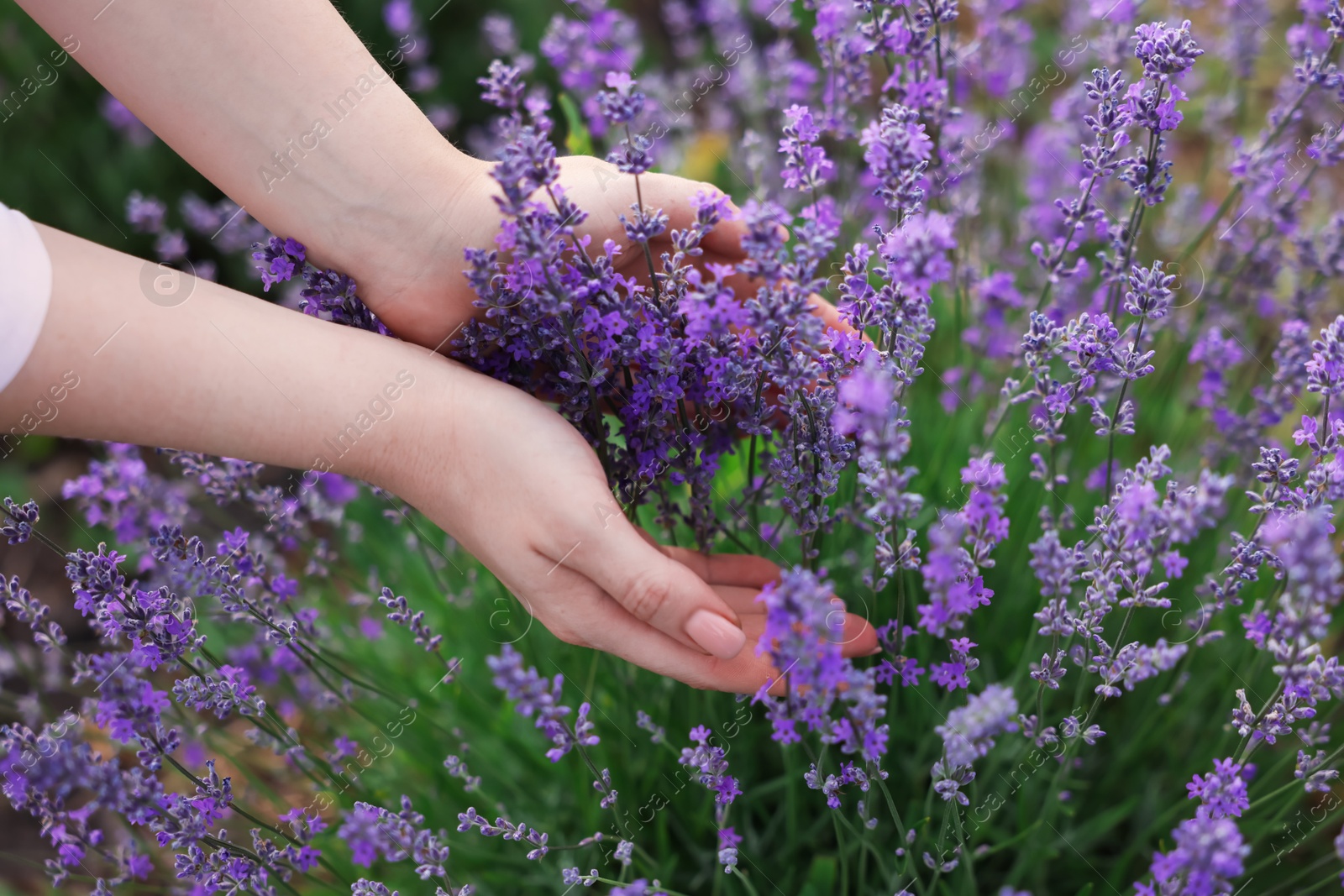 Photo of Woman touching beautiful blooming lavender flowers outdoors, closeup