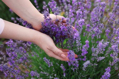 Photo of Woman touching beautiful blooming lavender flowers outdoors, closeup