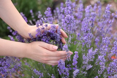 Photo of Woman touching beautiful blooming lavender flowers outdoors, closeup