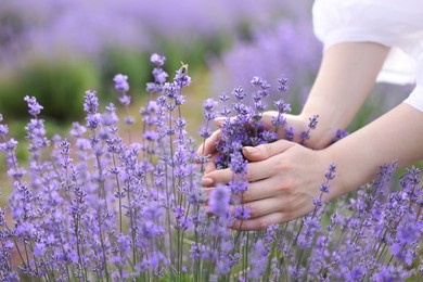 Photo of Woman touching beautiful blooming lavender flowers outdoors, closeup