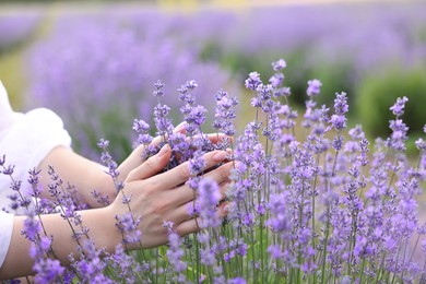 Photo of Woman touching beautiful blooming lavender flowers outdoors, closeup