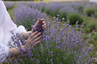 Photo of Woman touching beautiful blooming lavender flowers outdoors, closeup