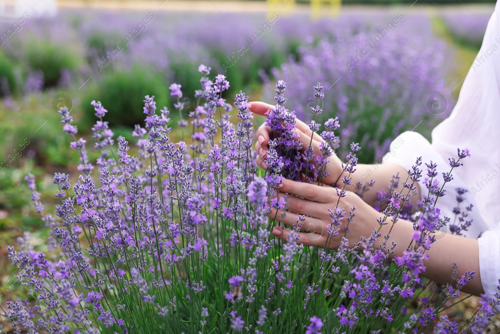 Photo of Woman touching beautiful blooming lavender flowers outdoors, closeup