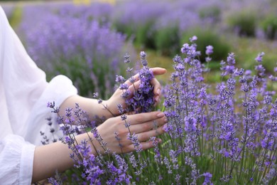 Photo of Woman touching beautiful blooming lavender flowers outdoors, closeup