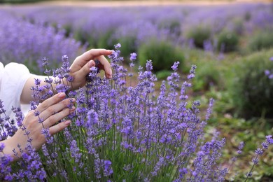 Photo of Woman touching beautiful blooming lavender flowers outdoors, closeup