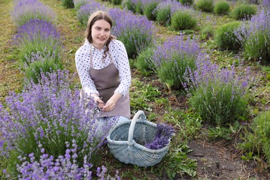 Photo of Beautiful young woman pruning lavender flowers in field