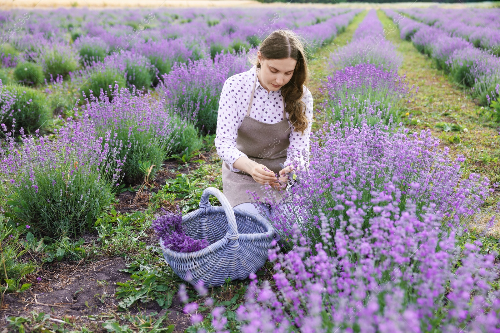 Photo of Beautiful young woman pruning lavender flowers in field