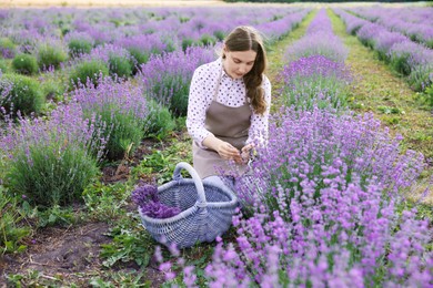 Photo of Beautiful young woman pruning lavender flowers in field
