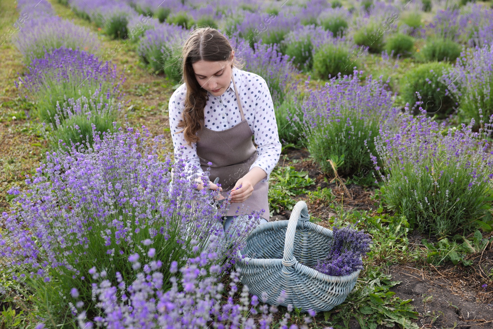 Photo of Beautiful young woman pruning lavender flowers in field