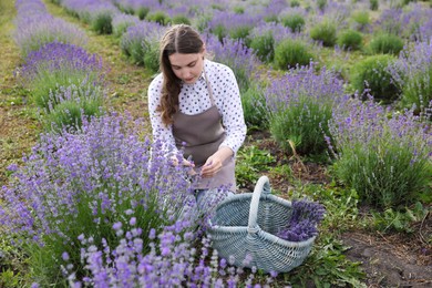 Photo of Beautiful young woman pruning lavender flowers in field
