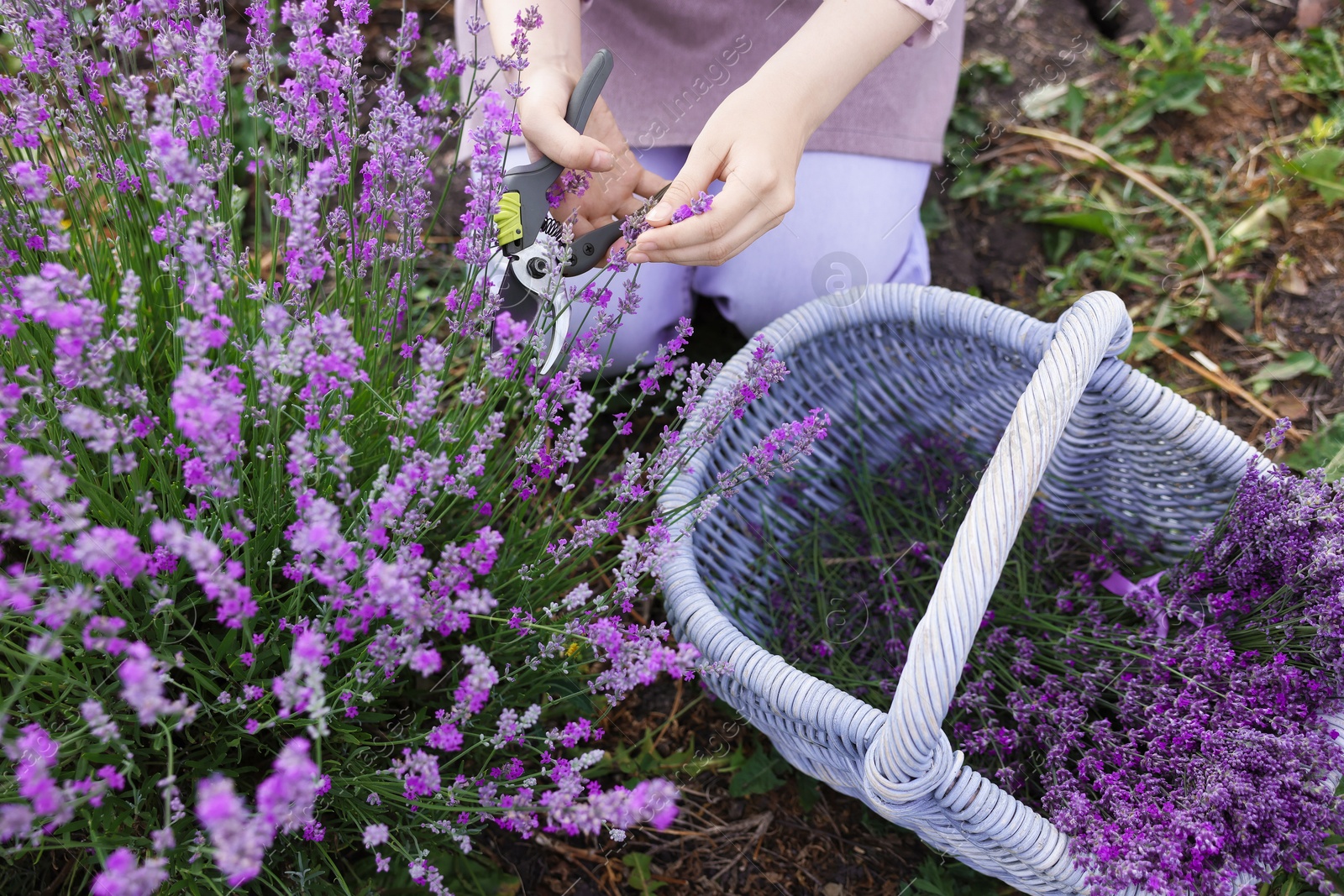 Woman pruning lavender flowers in field, top view Photo of Woman pruning lavender flowers in field, top view