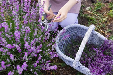 Photo of Woman pruning lavender flowers in field, top view