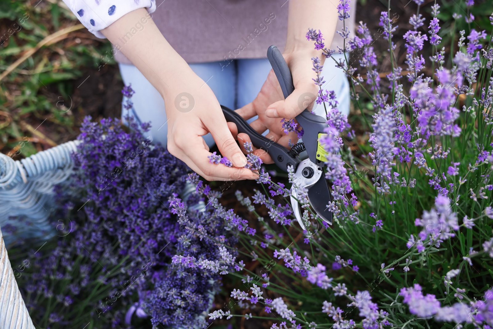 Woman pruning lavender flowers in field, top view Photo of Woman pruning lavender flowers in field, top view