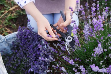Photo of Woman pruning lavender flowers in field, top view