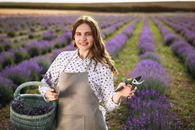 Photo of Beautiful young woman with basket of lavender flowers and pruning shears in field