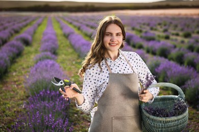 Photo of Beautiful young woman with basket of lavender flowers and pruning shears in field