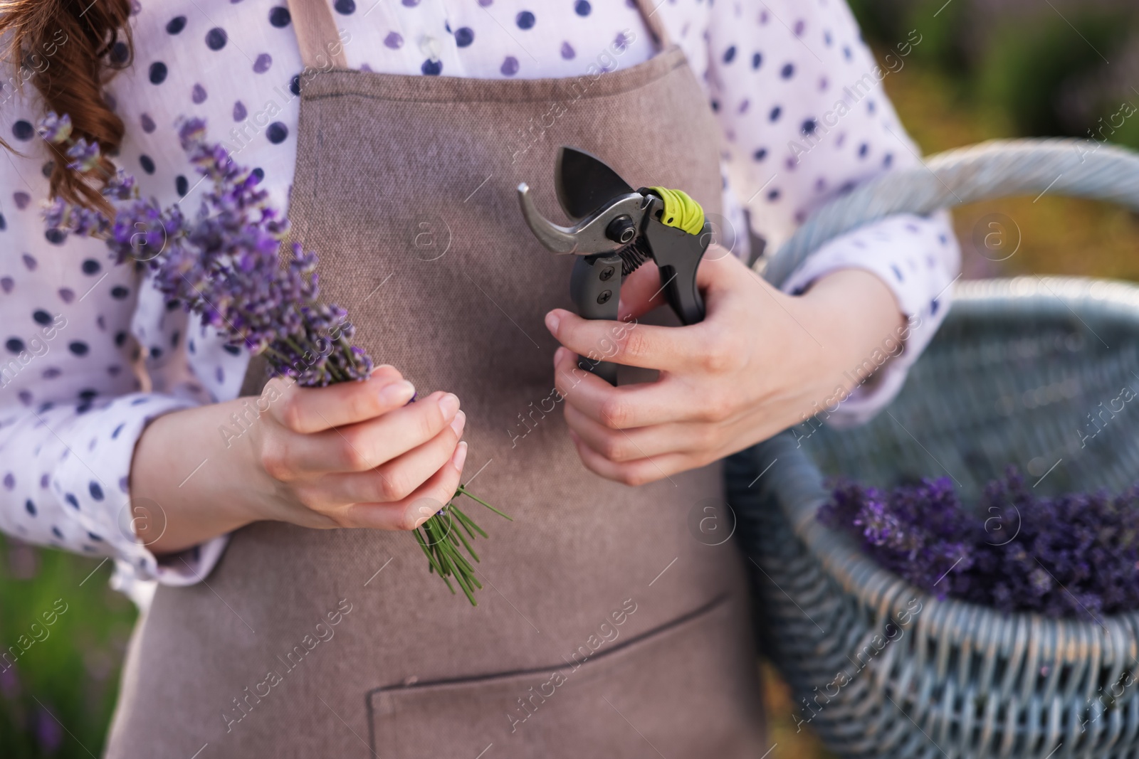 Woman with basket of lavender flowers and pruning shears in field, closeup Photo of Woman with basket of lavender flowers and pruning shears in field, closeup