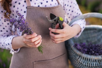 Photo of Woman with basket of lavender flowers and pruning shears in field, closeup