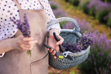 Photo of Woman with basket of lavender flowers and pruning shears in field, closeup
